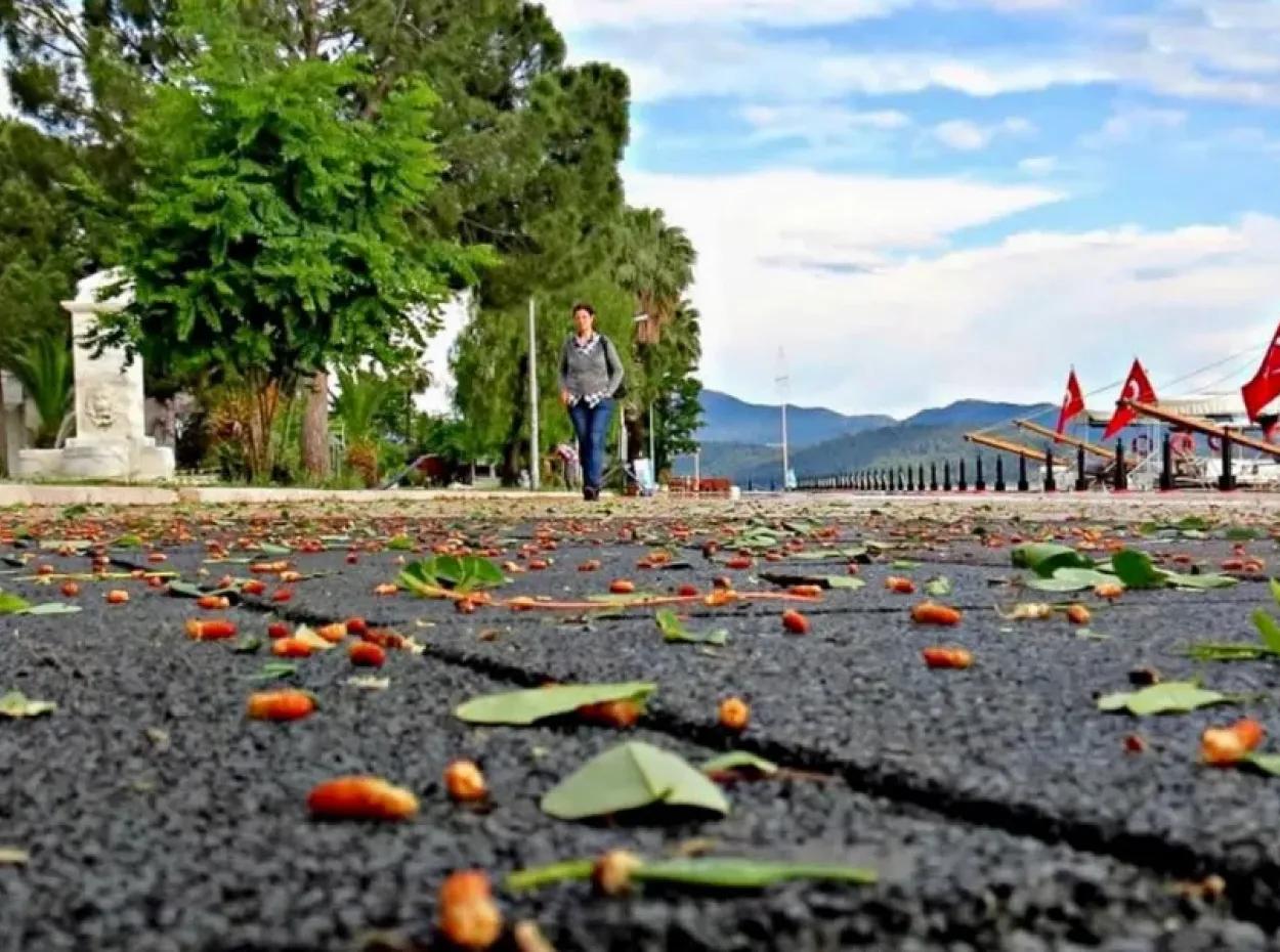 About Köyceğiz
