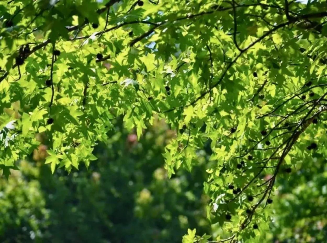 Photos Of Köyceğiz